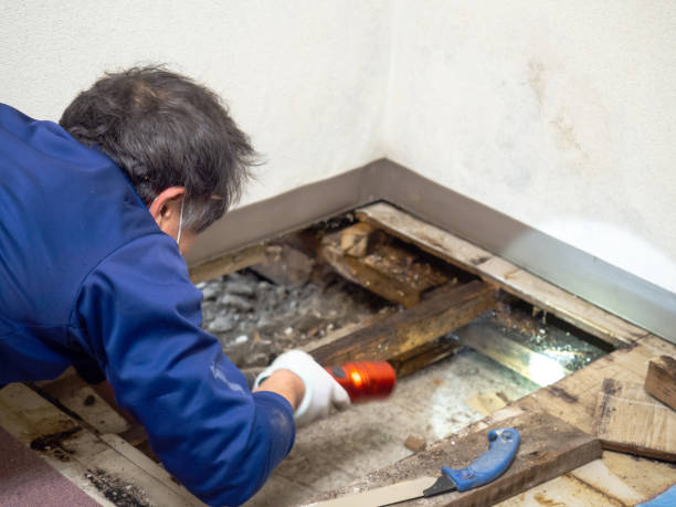 Best Home Mold Removal  in Keene, TX