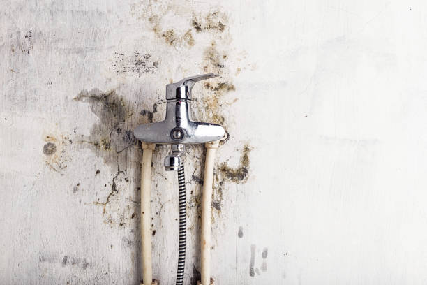 Best Mold Removal Company Near Me  in Keene, TX