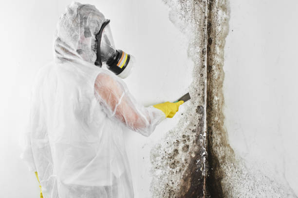 Mold Removal and Inspection in Keene, TX