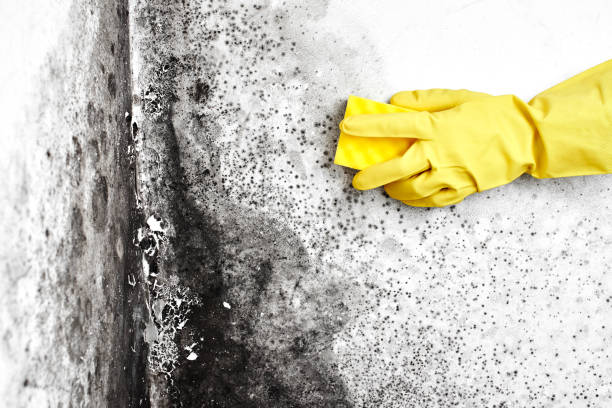 Best Professional Mold Removal  in Keene, TX
