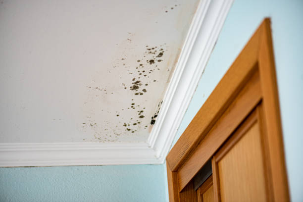 Certified Mold Removal in Keene, TX