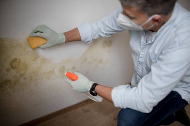 Best Mold Testing  in Keene, TX
