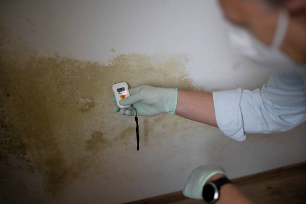 Best Mold Removal Company Near Me  in Keene, TX