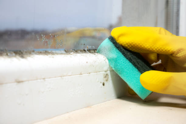 Best Best Mold Removal Companies  in Keene, TX