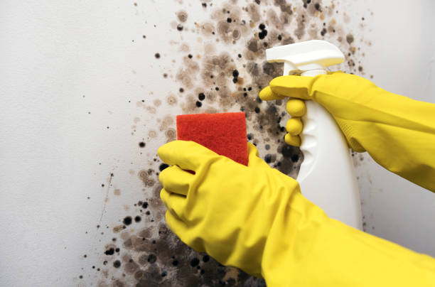 Best Commercial Mold Removal  in Keene, TX