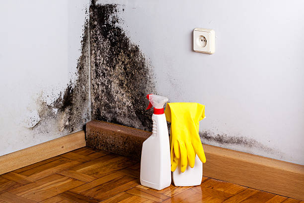 Best Office Mold Removal Services  in Keene, TX
