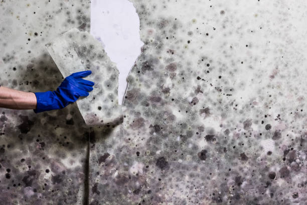 Best Professional Mold Removal  in Keene, TX