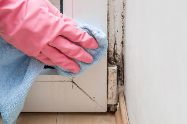 Best Emergency Mold Removal  in Keene, TX