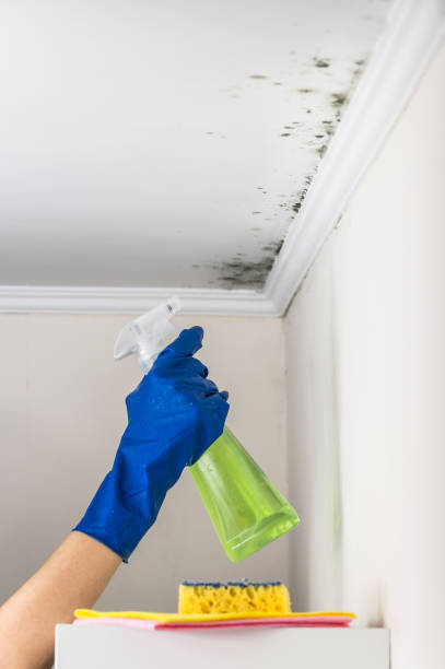 Best Mold Remediation  in Keene, TX