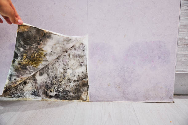 Best Mold Removal Near Me  in Keene, TX